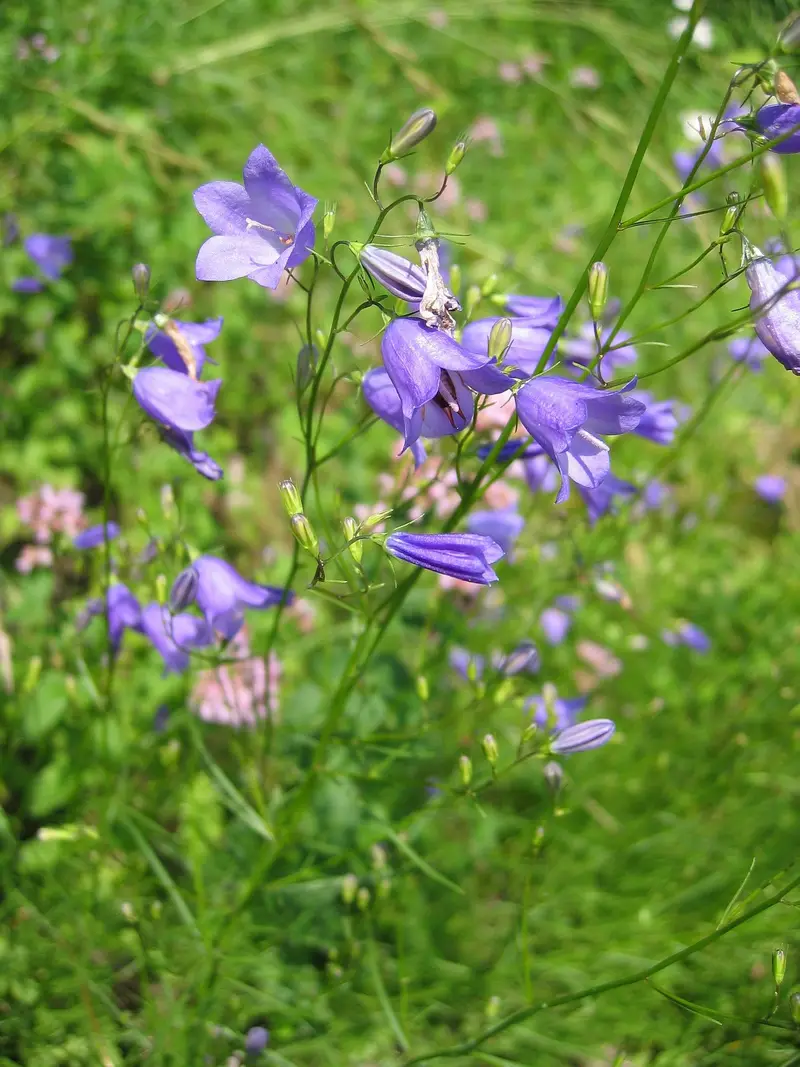 Campanula rotundifolia (Bluebell)
