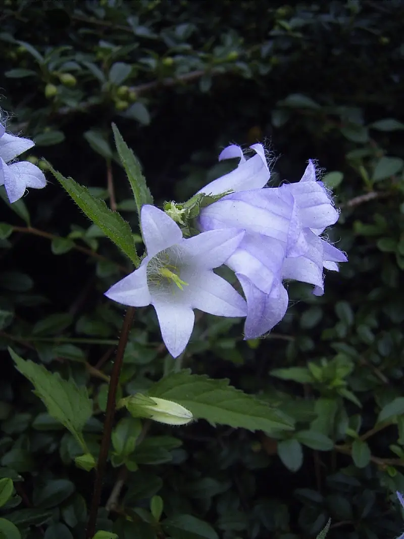Campanula trachelium (Bats In The Belfry)