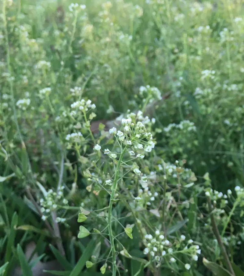 Capsella bursa-pastoris (Case Weed)