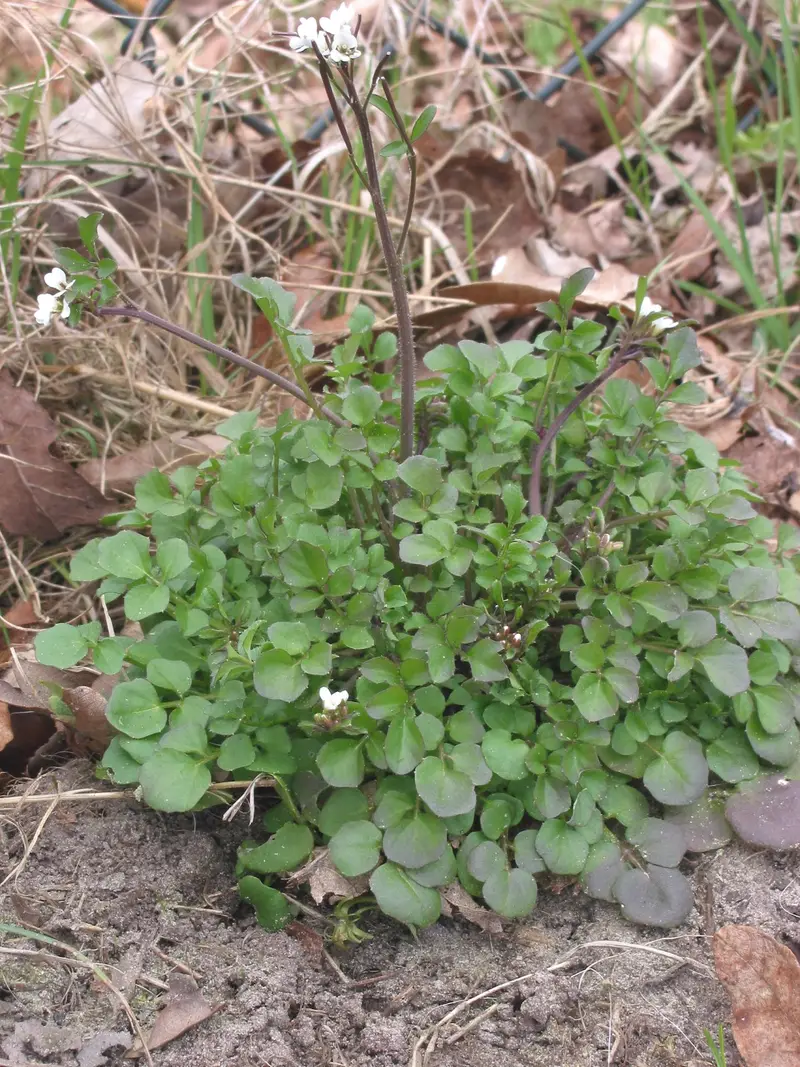 Cardamine hirsuta (Bittercress)