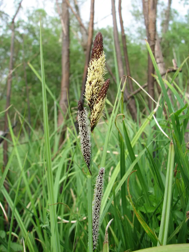 Carex acutiformis (European lake sedge)