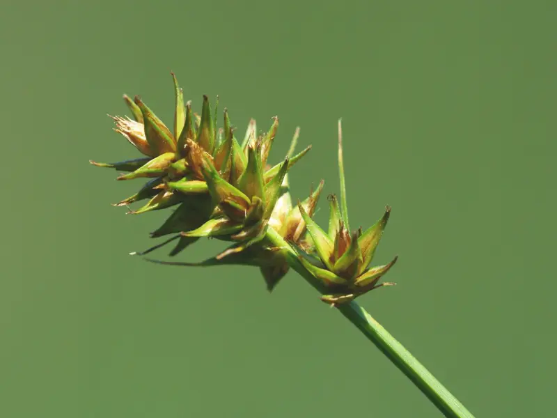 Carex otrubae (False Fox Sedge)