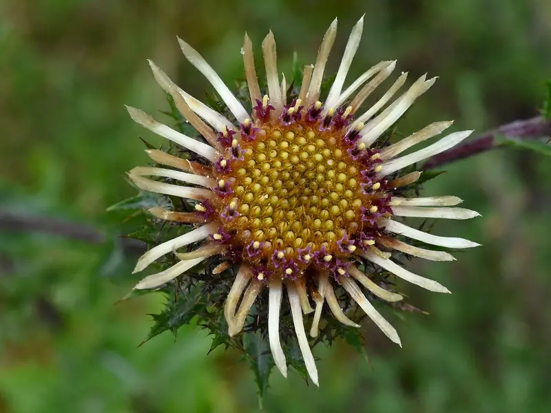 Carlina vulgaris (Carline Thistle)