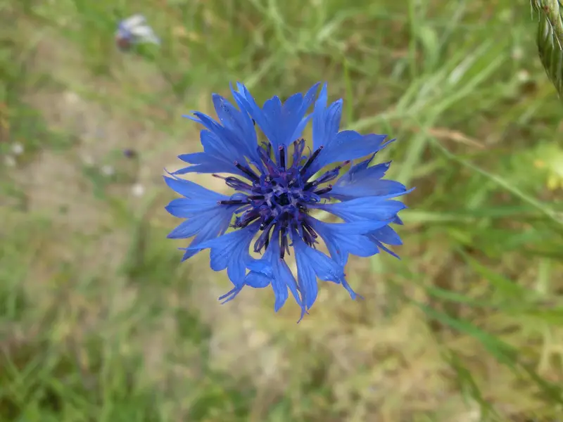 Centaurea cyanus (Blaver)