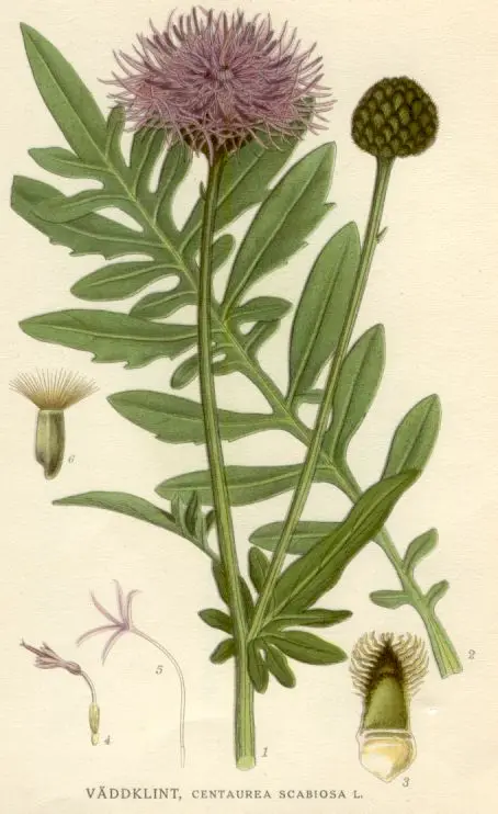 Centaurea scabiosa (Great Starthistle)