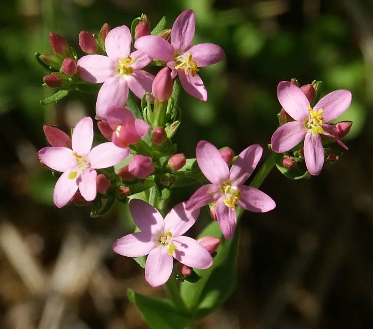 Centaurium erythraea (Centaury)