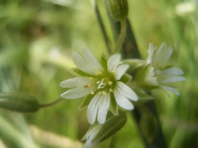 Cerastium fontanum (Common Chickweed)