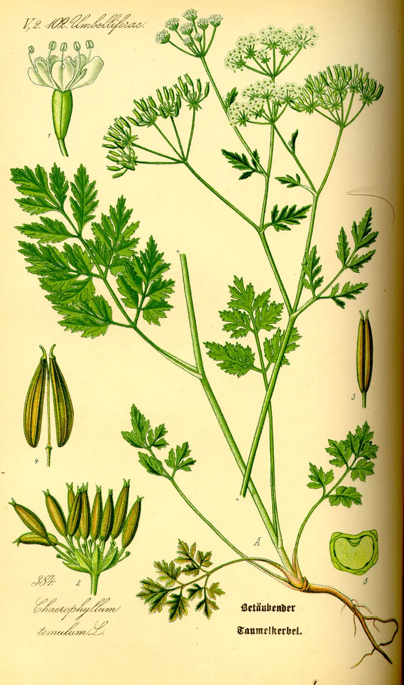 Chaerophyllum temulum (Rough Chervil)
