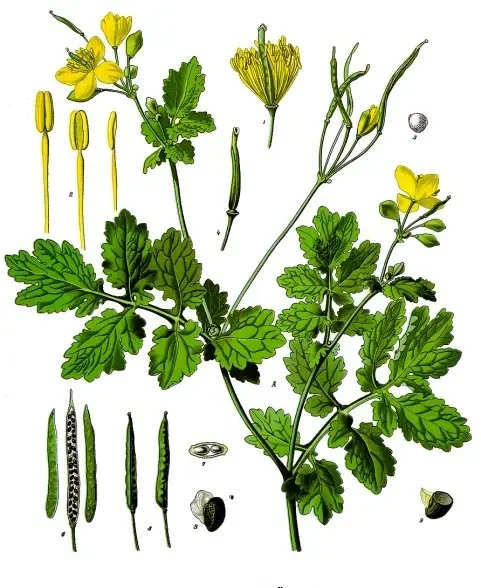 Chelidonium majus (Celandine)