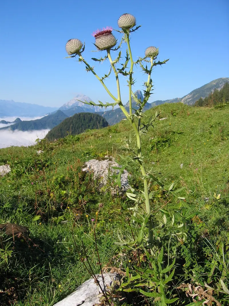 Cirsium eriophorum (Woolly Thistle)