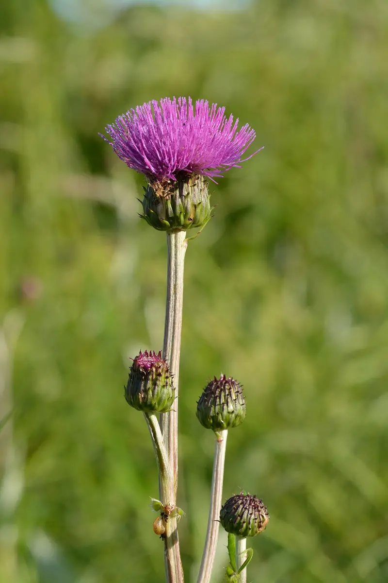 Cirsium heterophyllum (Melancholy Thistle)