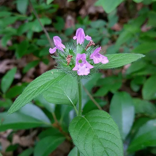 Clinopodium vulgare (American wild basil)