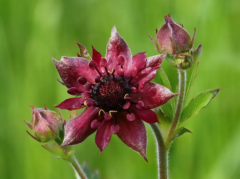 Comarum palustre (Marsh Cinquefoil)