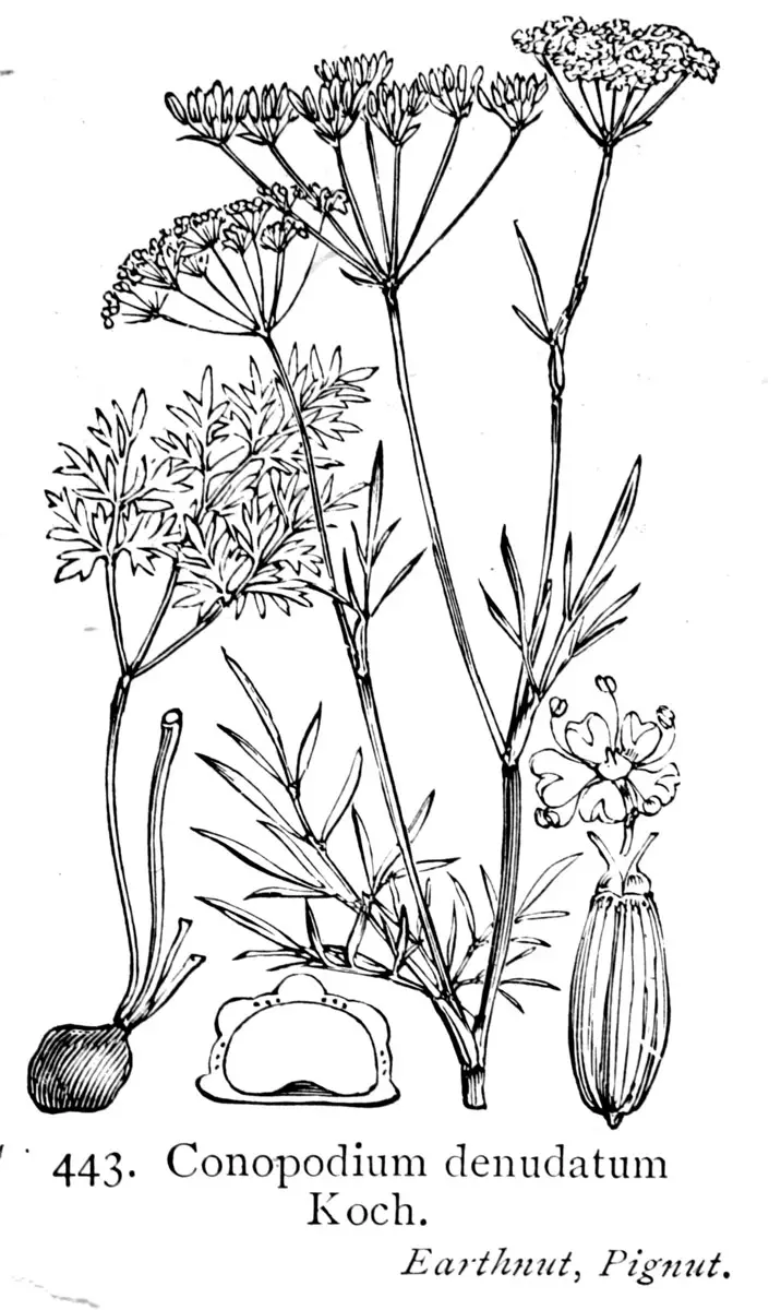 Conopodium majus (Pignut)