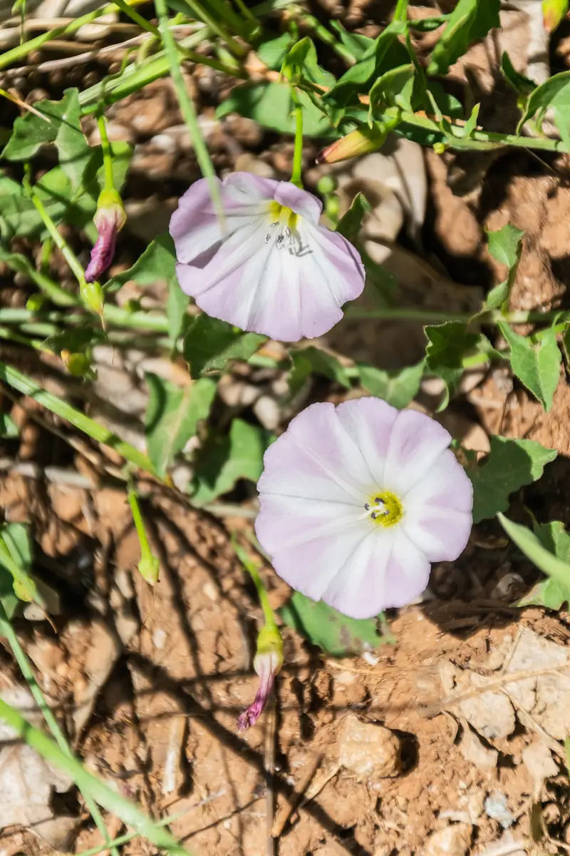 Convolvulus arvensis (Bindweed)