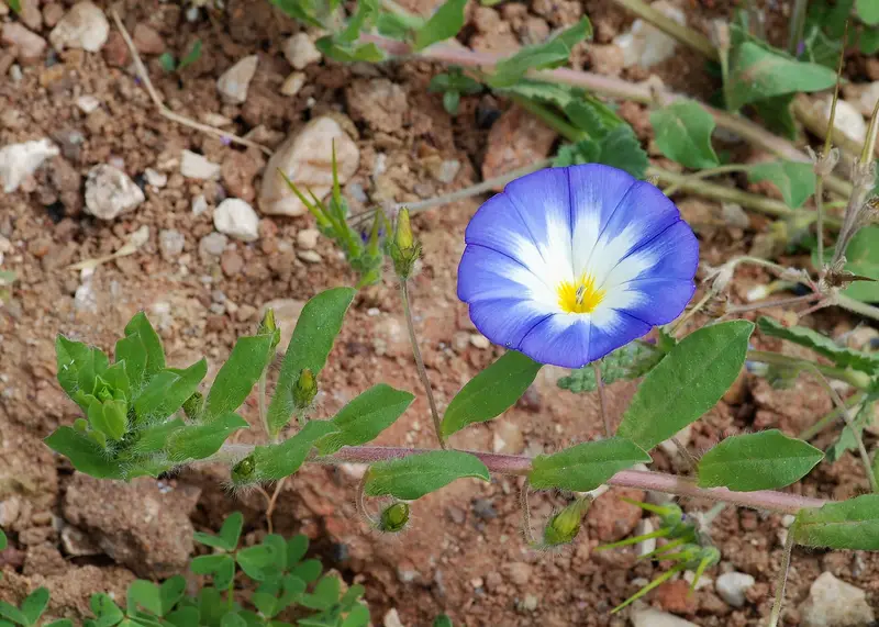 Convolvulus tricolor (Dwarf Morning Glory)