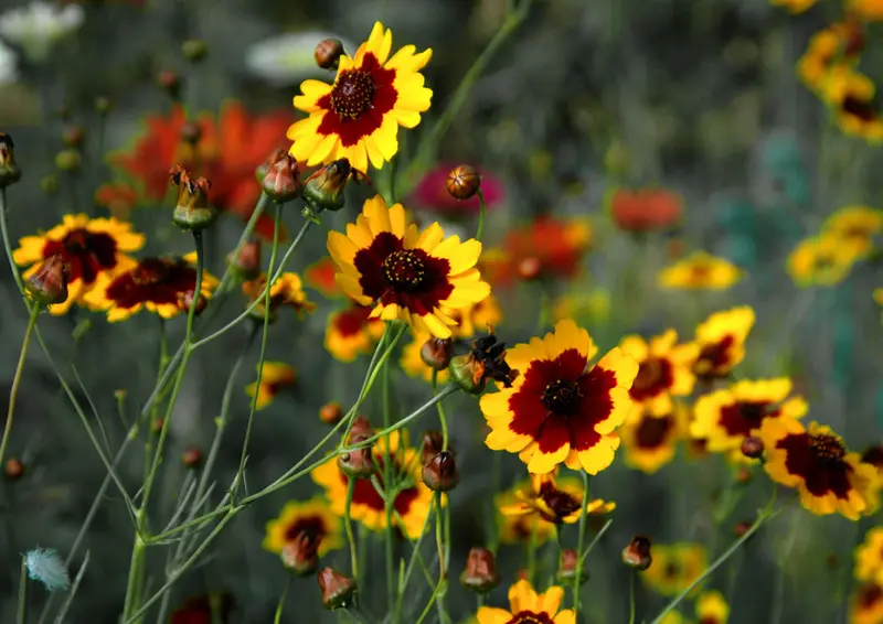 Coreopsis tinctoria (Annual Coreopsis)