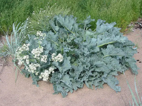 Crambe maritima (Sea Kale)