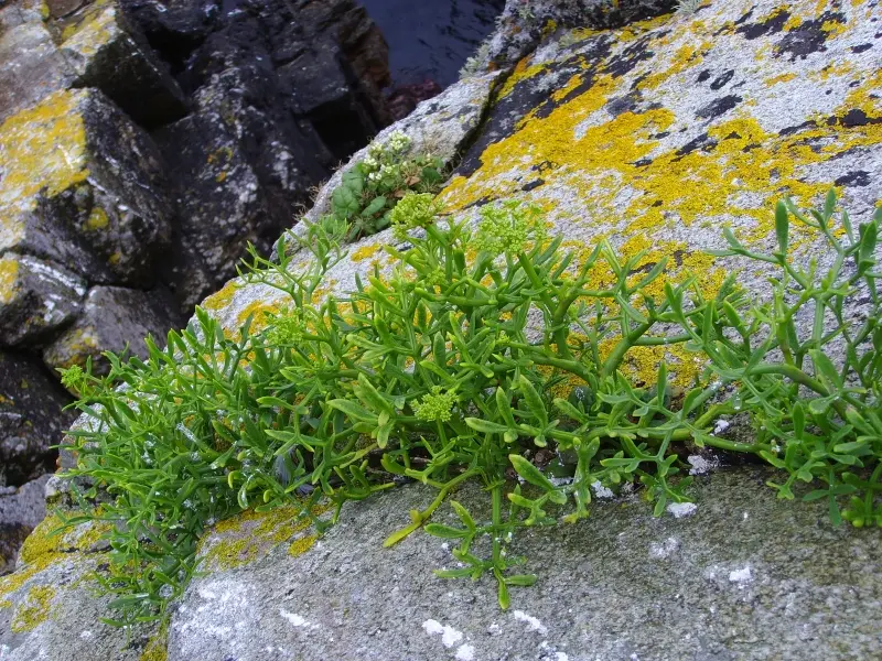 Crithmum maritimum (Rock Samphire)