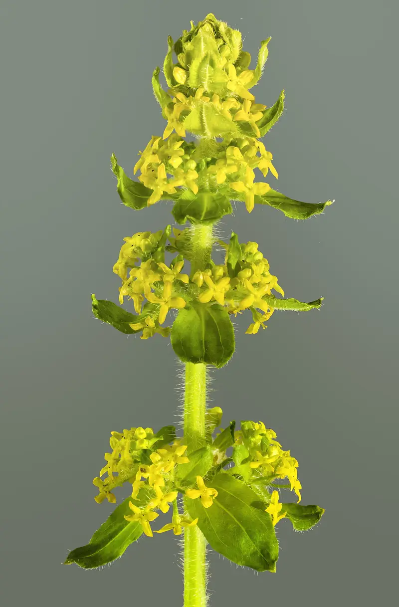 Cruciata laevipes (Crosswort)
