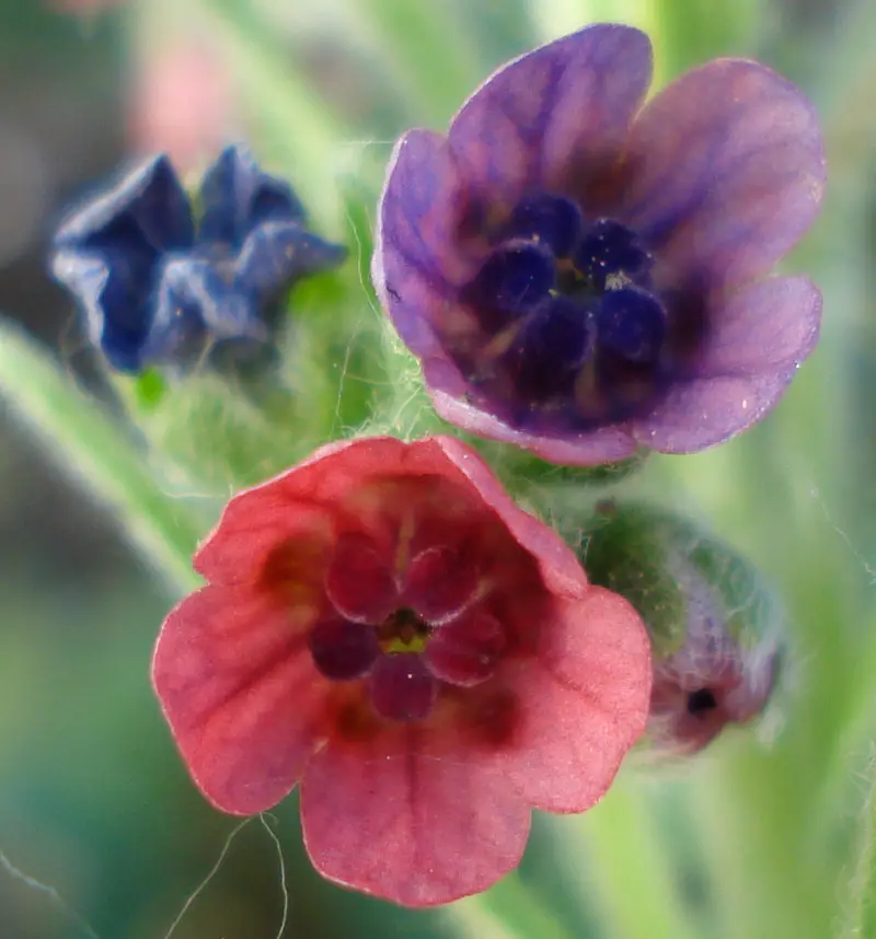 Cynoglossum officinale (Common Houndstongue)