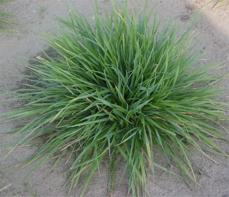 Cynosurus cristatus (Crested Dog's-Tail)