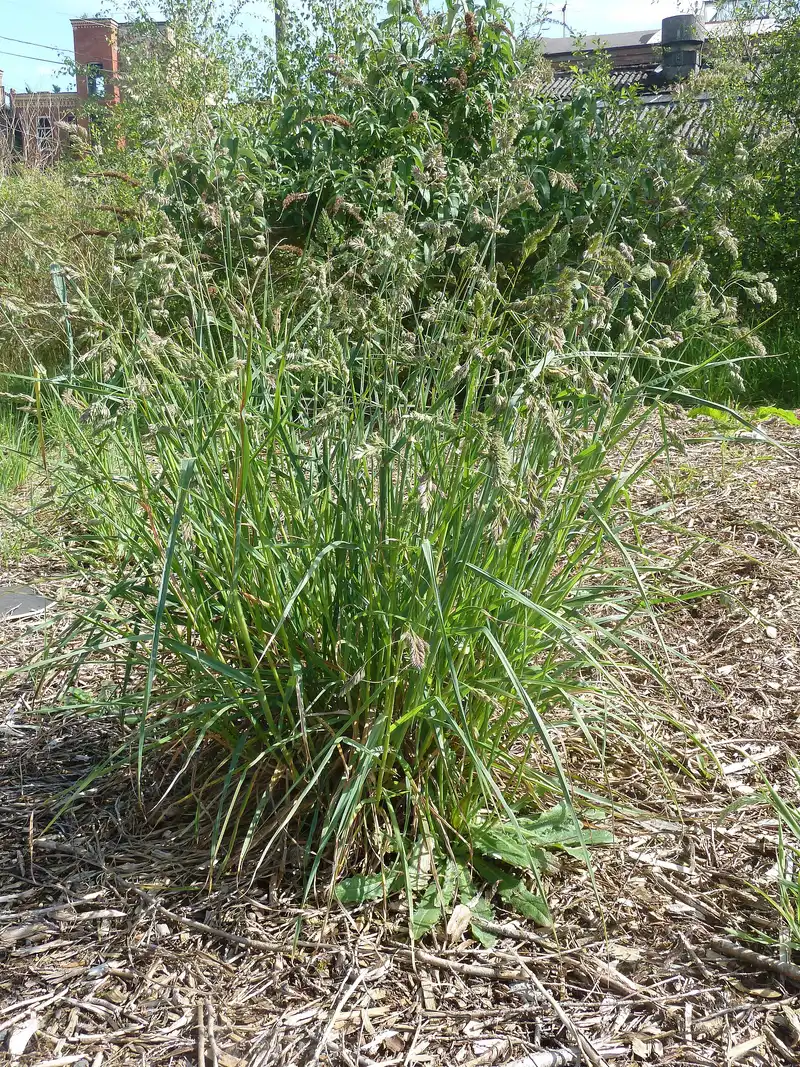 Dactylis glomerata (Barnyard Grass)