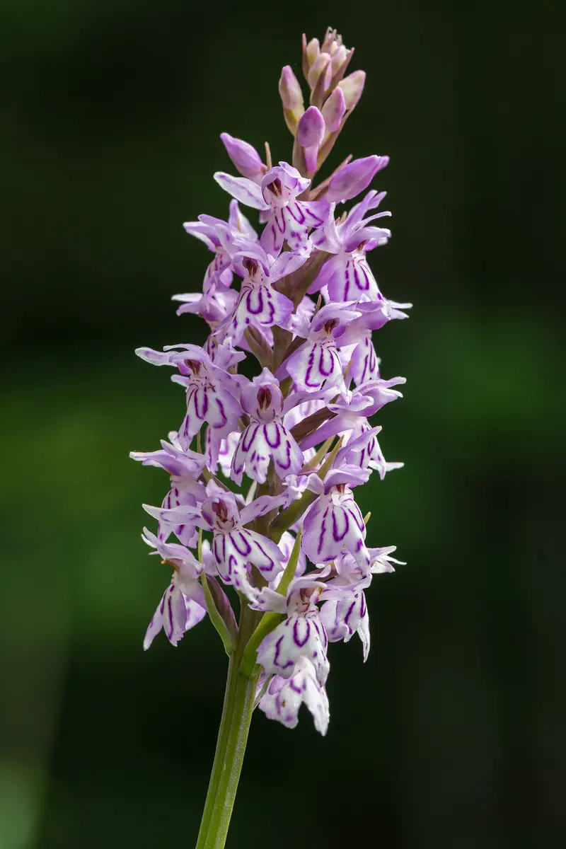 Dactylorhiza fuchsii (Common Spotted Orchid)