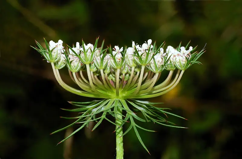 Daucus carota (Carrot)