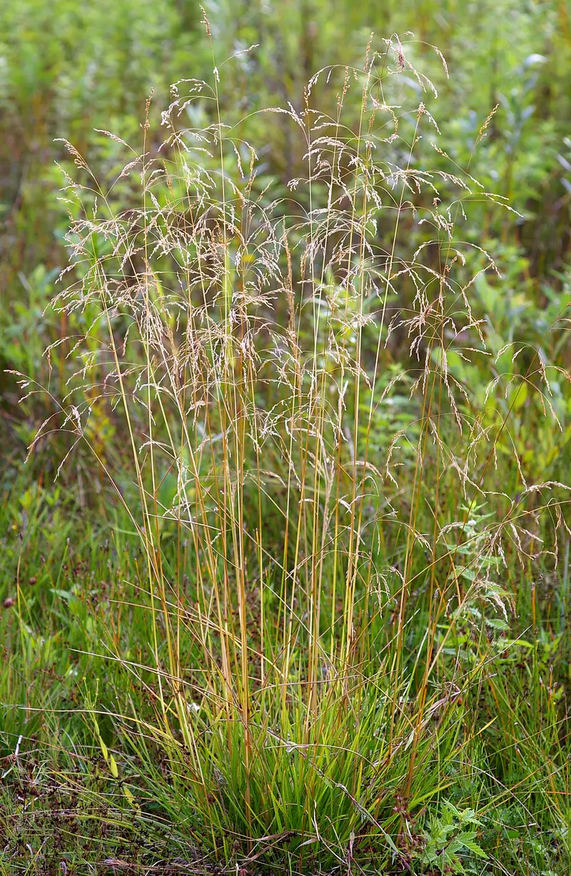 Deschampsia cespitosa (Fescue-Leaved Hairgrass)