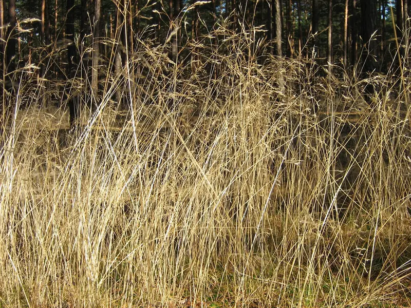Deschampsia flexuosa (Wavy Hair-grass)