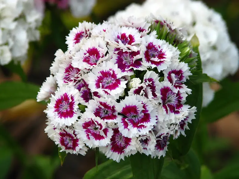 Dianthus barbatus (Sweet William [Dianthus])