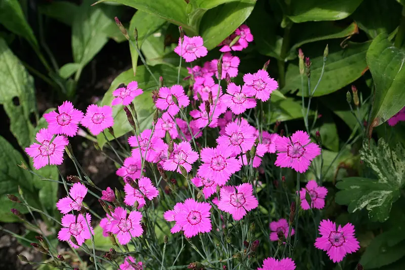 Dianthus deltoides (Maiden Pink)