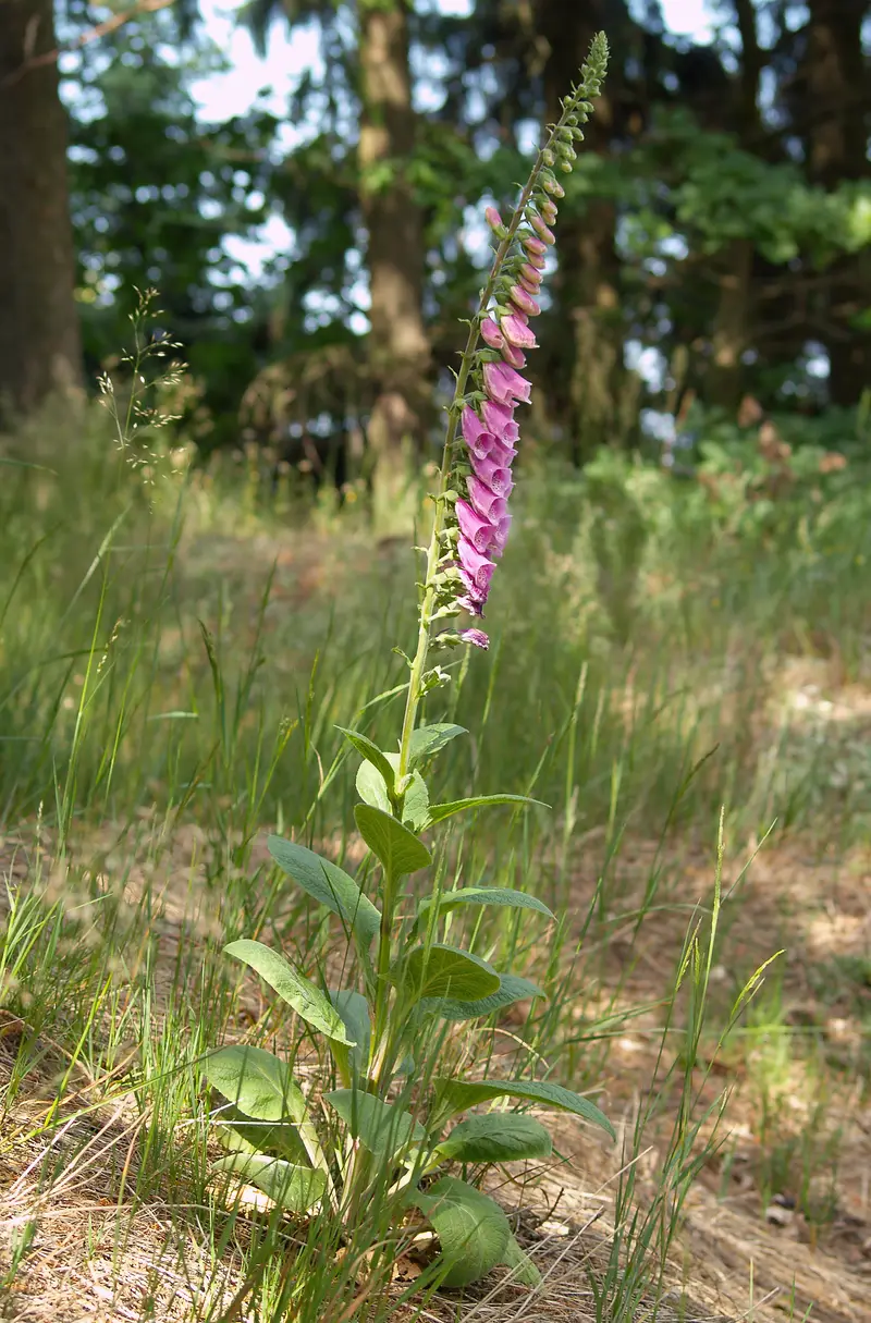Digitalis purpurea (Common Foxglove)