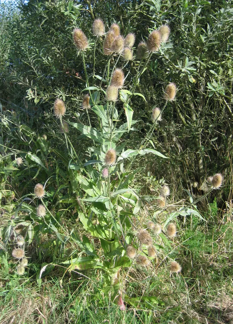 Dipsacus fullonum (Common Teasel)
