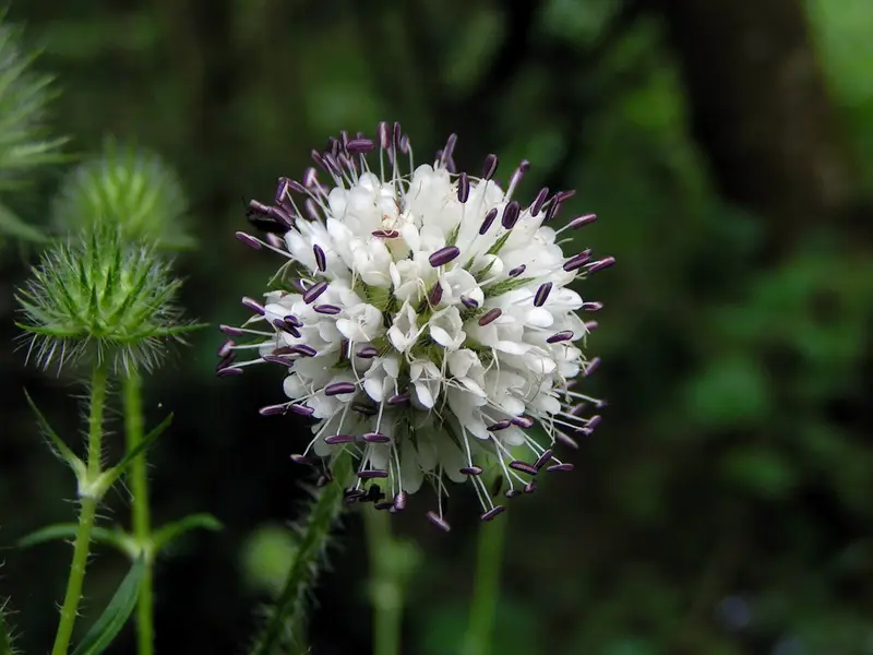 Dipsacus pilosus (Shepherd's Rod)
