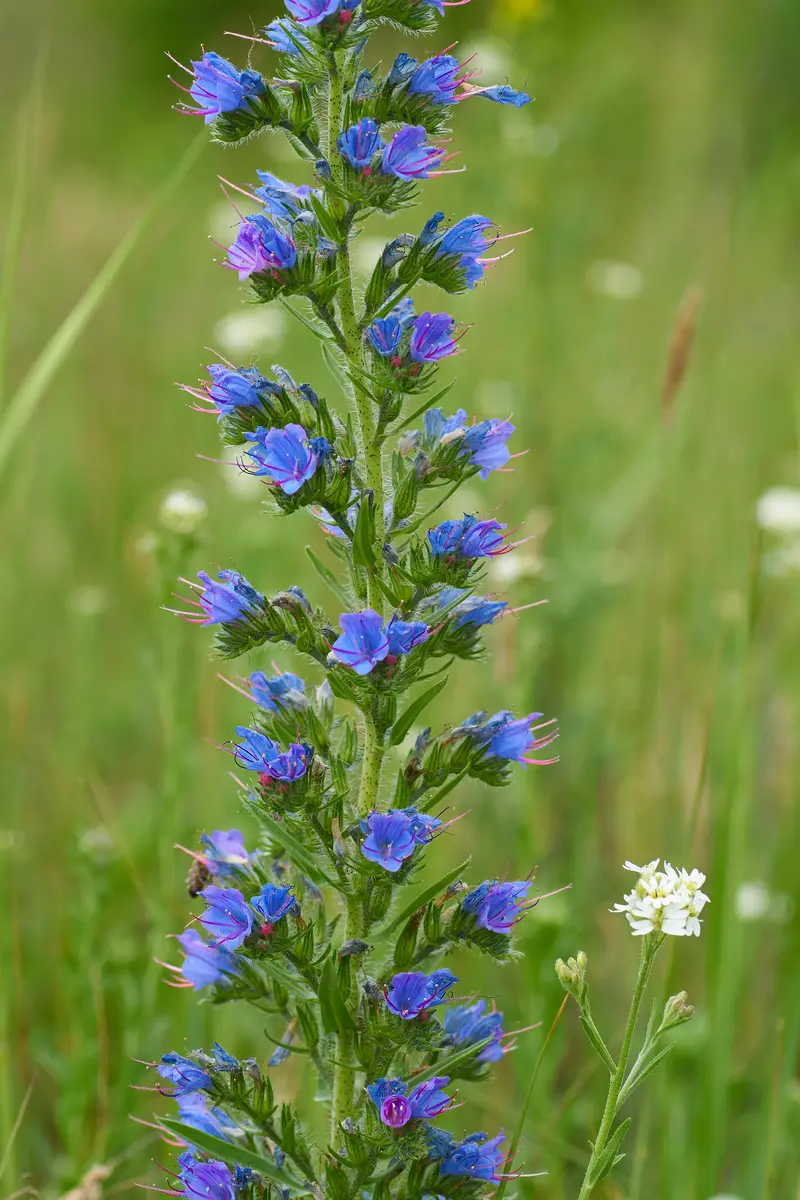 Echium vulgare (Blue Echium)