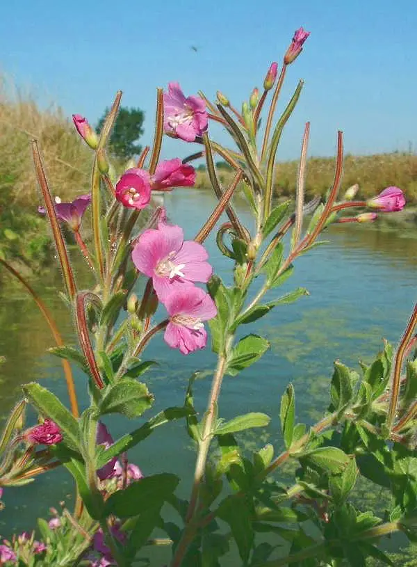 Epilobium hirsutum (Codlins And Cream)