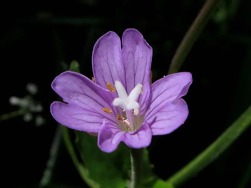 Epilobium montanum (Broad-leaved Willowherb)