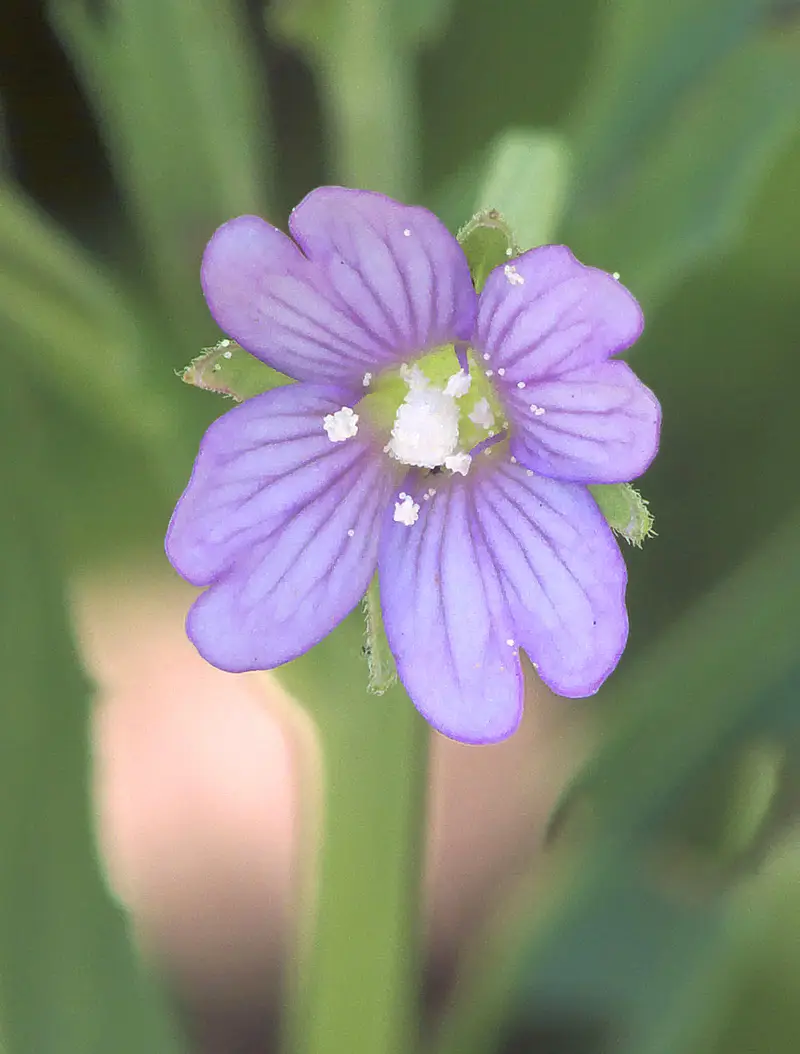Epilobium tetragonum (Southern Willow-Herb)
