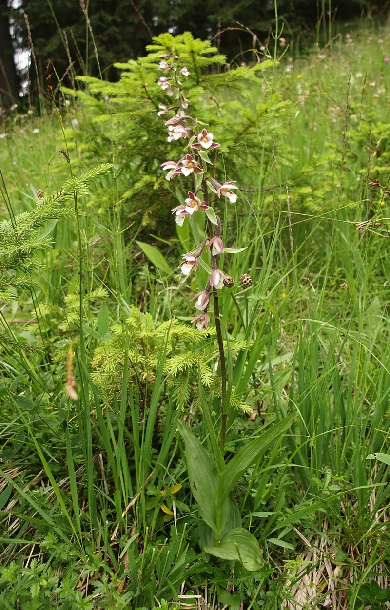 Epipactis palustris (Marsh Helleborine)