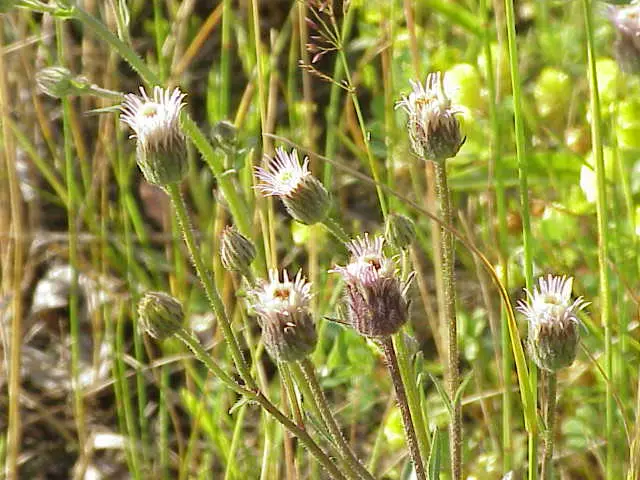 Erigeron acris (Bitter fleabane)