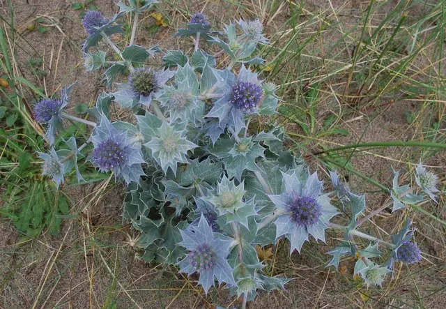 Eryngium maritimum (Sea Holly)