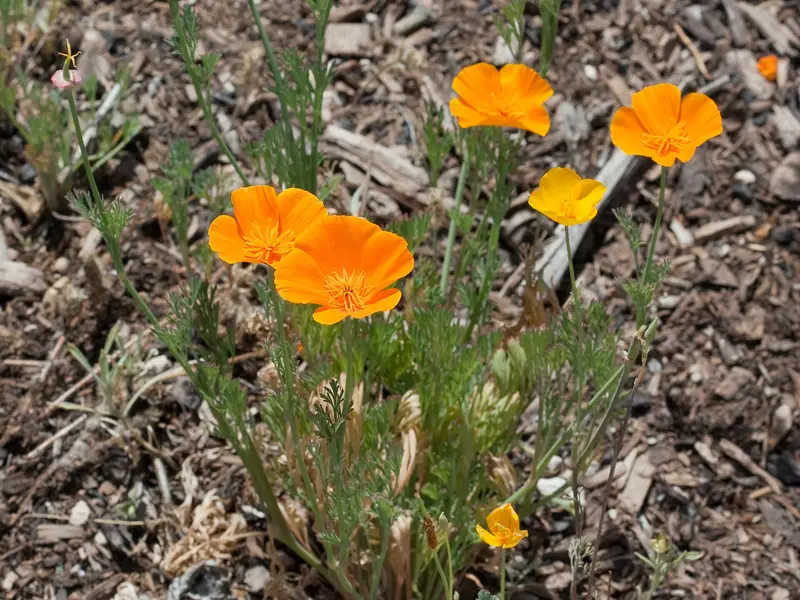 Eschscholzia californica (California Poppy)