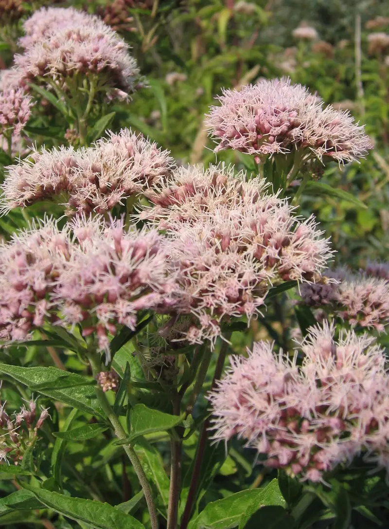 Eupatorium cannabinum (Hemp Agrimony)