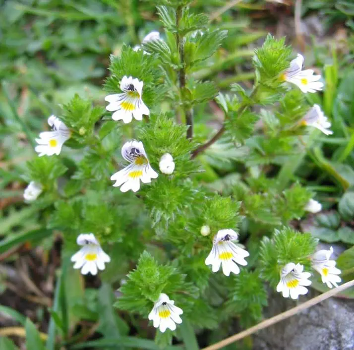 Euphrasia officinalis (Eyebright)