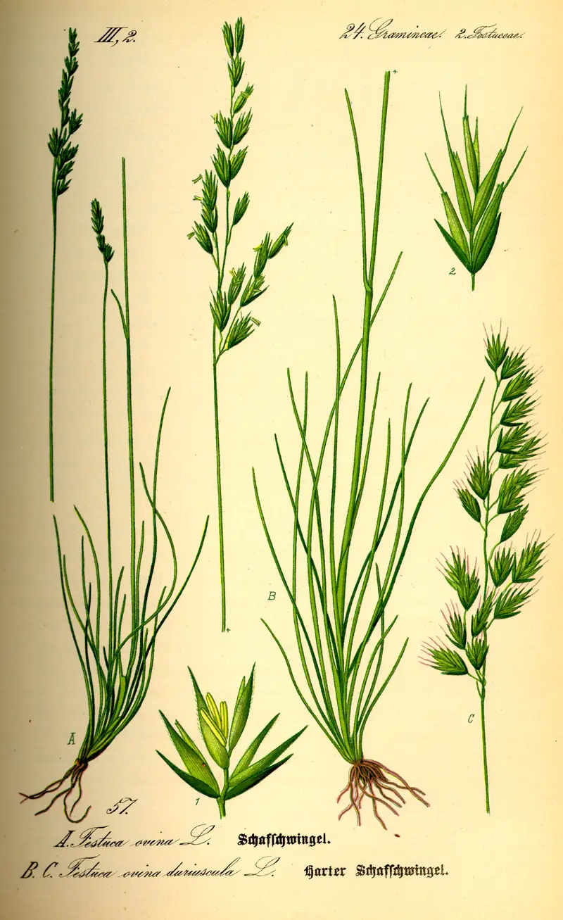 Festuca ovina (Hard Fescue)