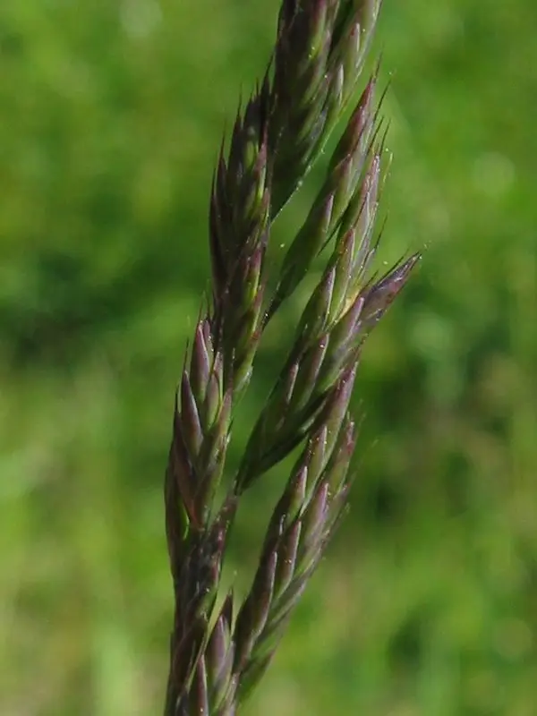 Festuca rubra (Creeping Fescue)