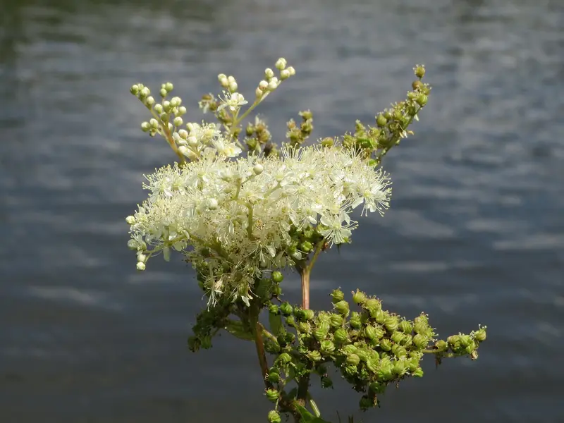 Filipendula ulmaria (European Meadowsweet)