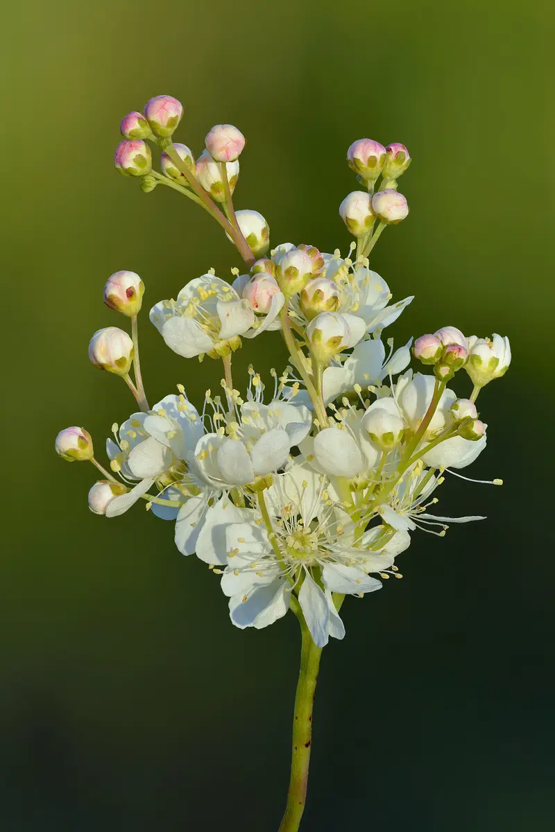 Filipendula vulgaris (Common Queen-of-the-meadow)